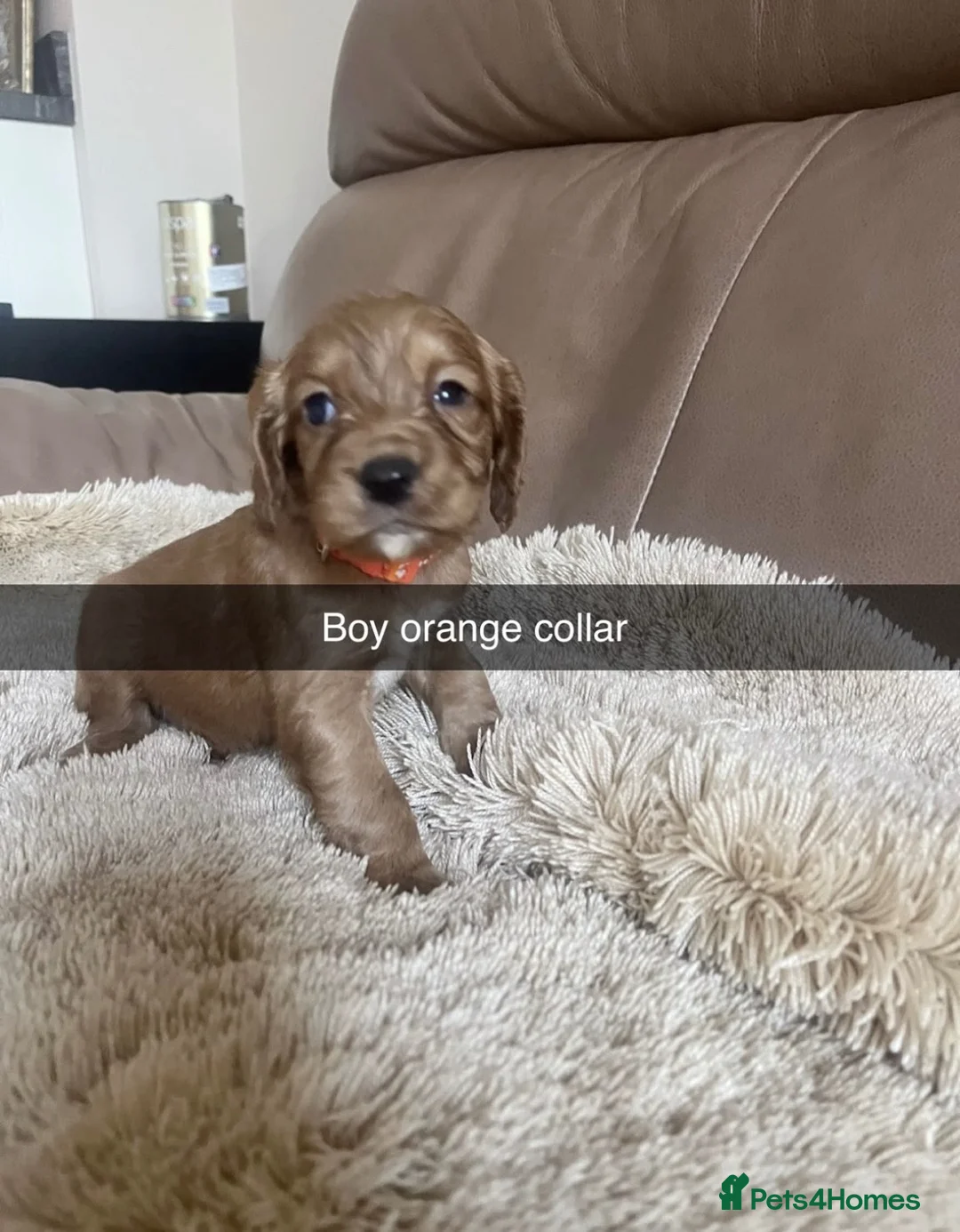 Cocker Spaniel dogs for sale: Kc cocker spaniel puppies  - Advert 15