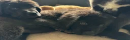 Mixed Breed dogs for sale: Ready To GO - Exclusive UK Tibetan Saints Puppies  - Advert 15
