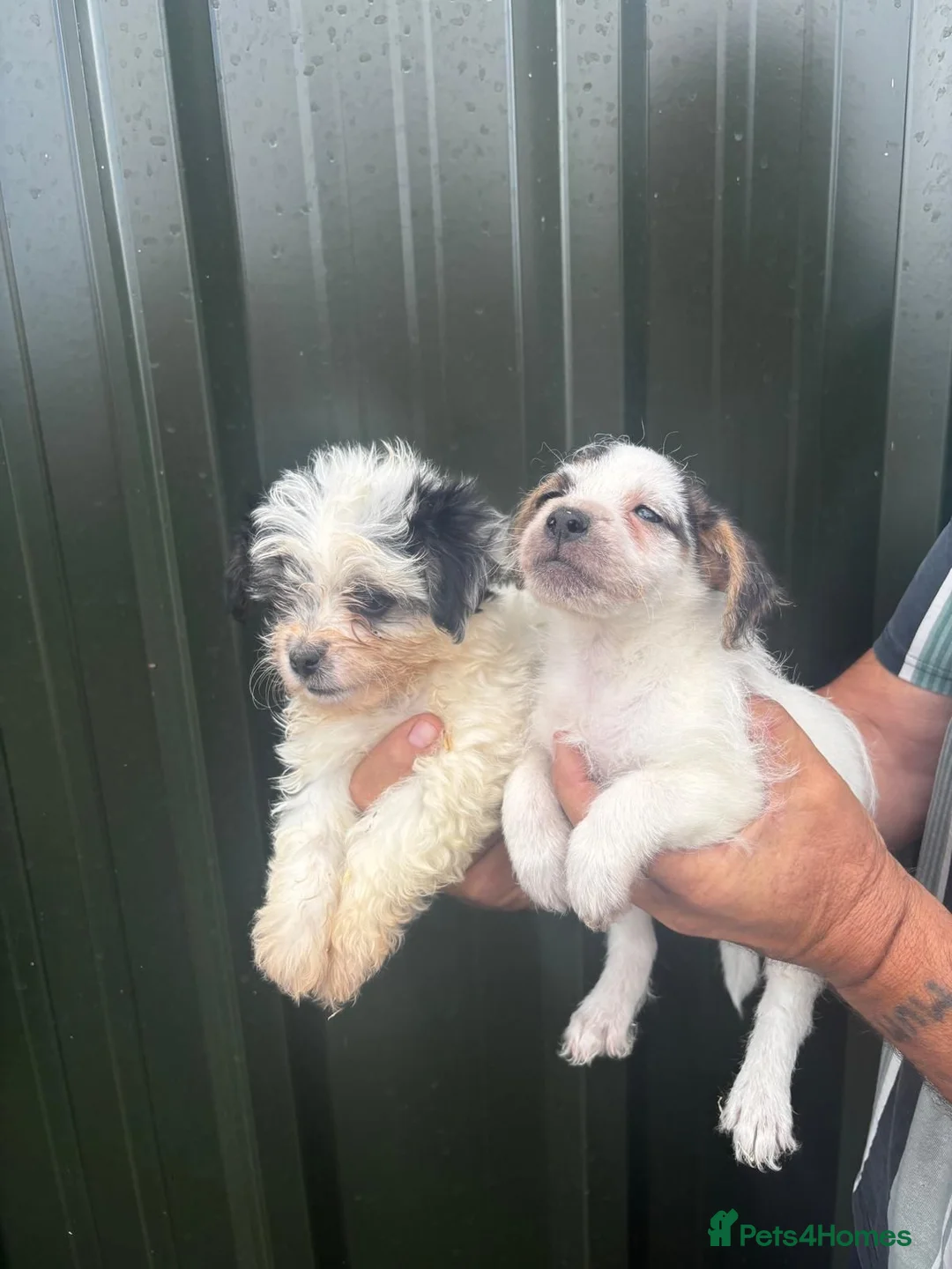 Mixed Breed dogs for sale: Four beautiful puppies for sale!! in Reading - Advert 3