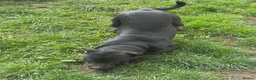 Mixed Breed dogs for sale: Male Rottweiler x staff looking for forever home  in Millom - Advert 3