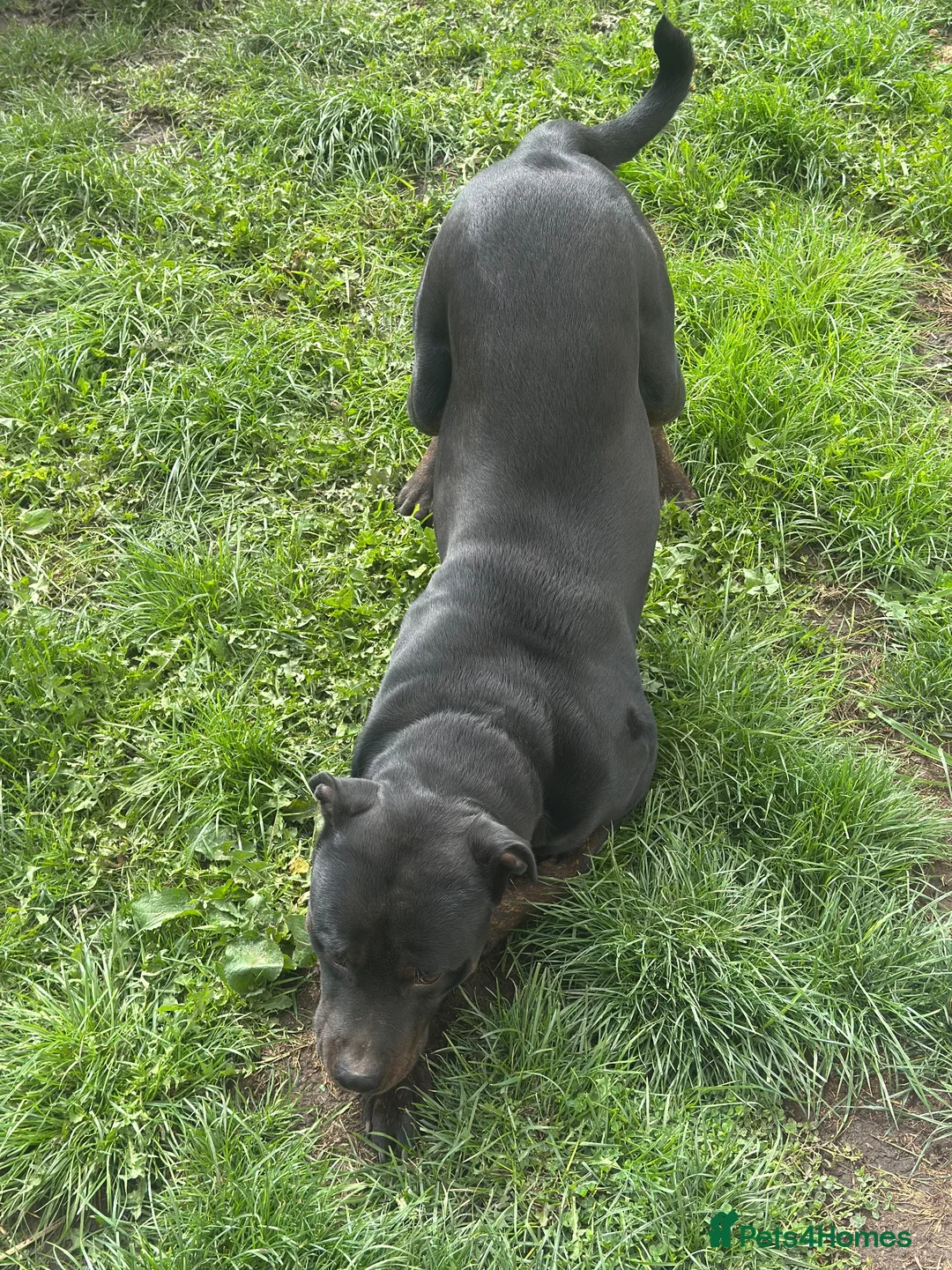 Mixed Breed dogs for sale: Male Rottweiler x staff looking for forever home  in Millom - Advert 3