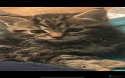 Mixed Breed cats for sale: Tabbie cross bengal - Image 5