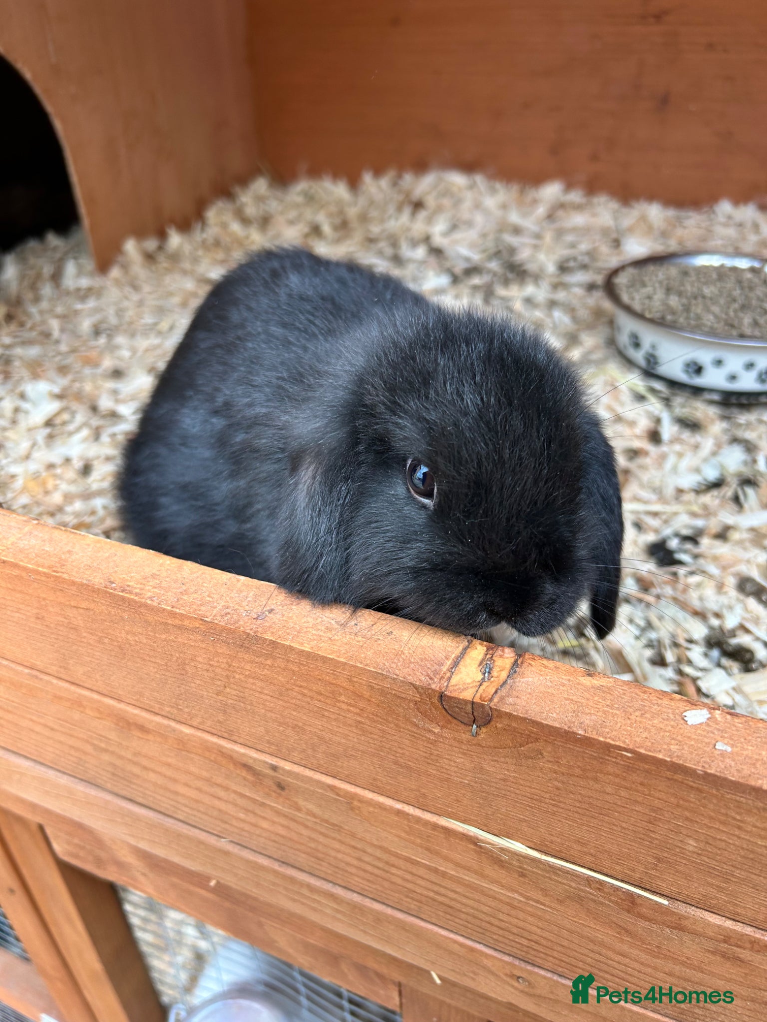 Mini Lop rabbits Mini lop babies  - Advert 7