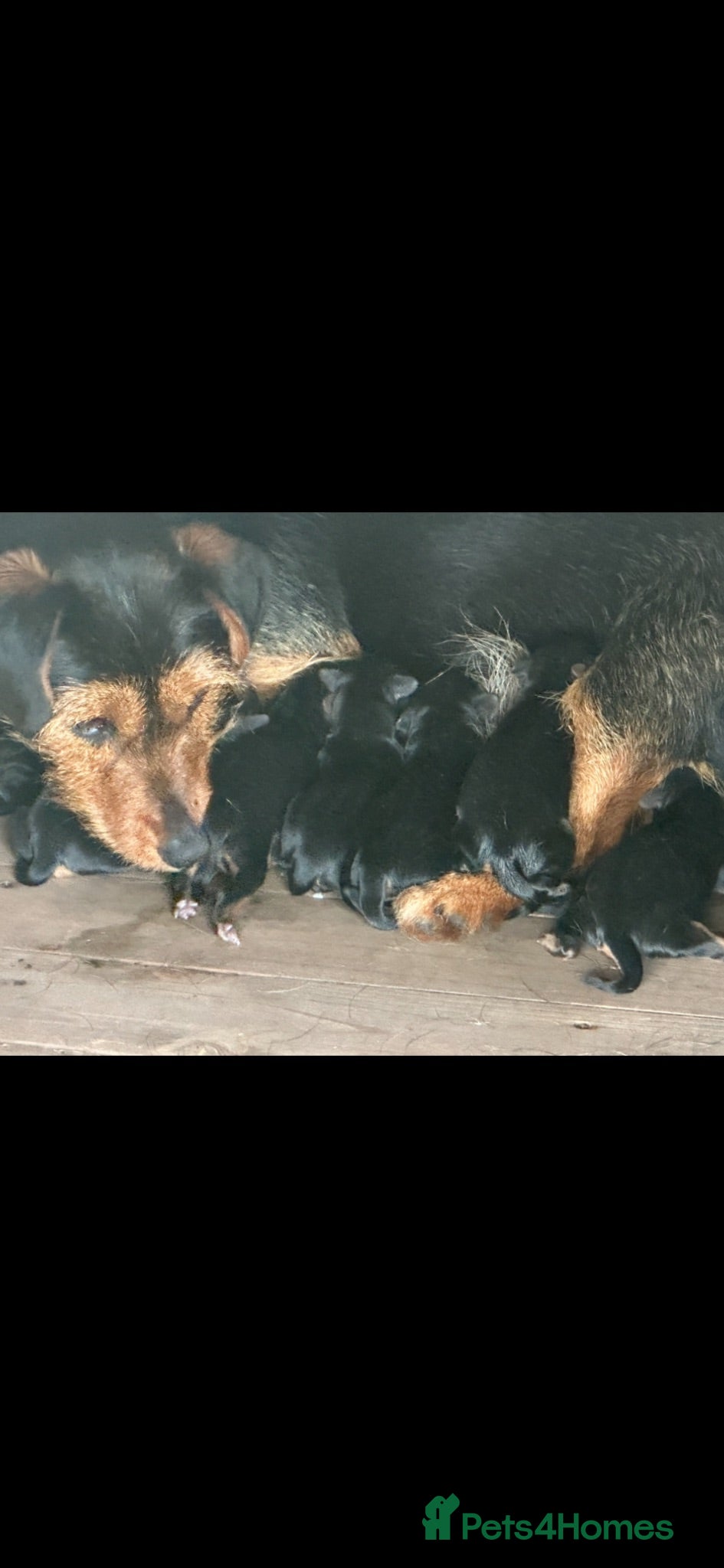 Mixed Breed dogs Litter of 5 puppies looking for loveing homes - Advert 1