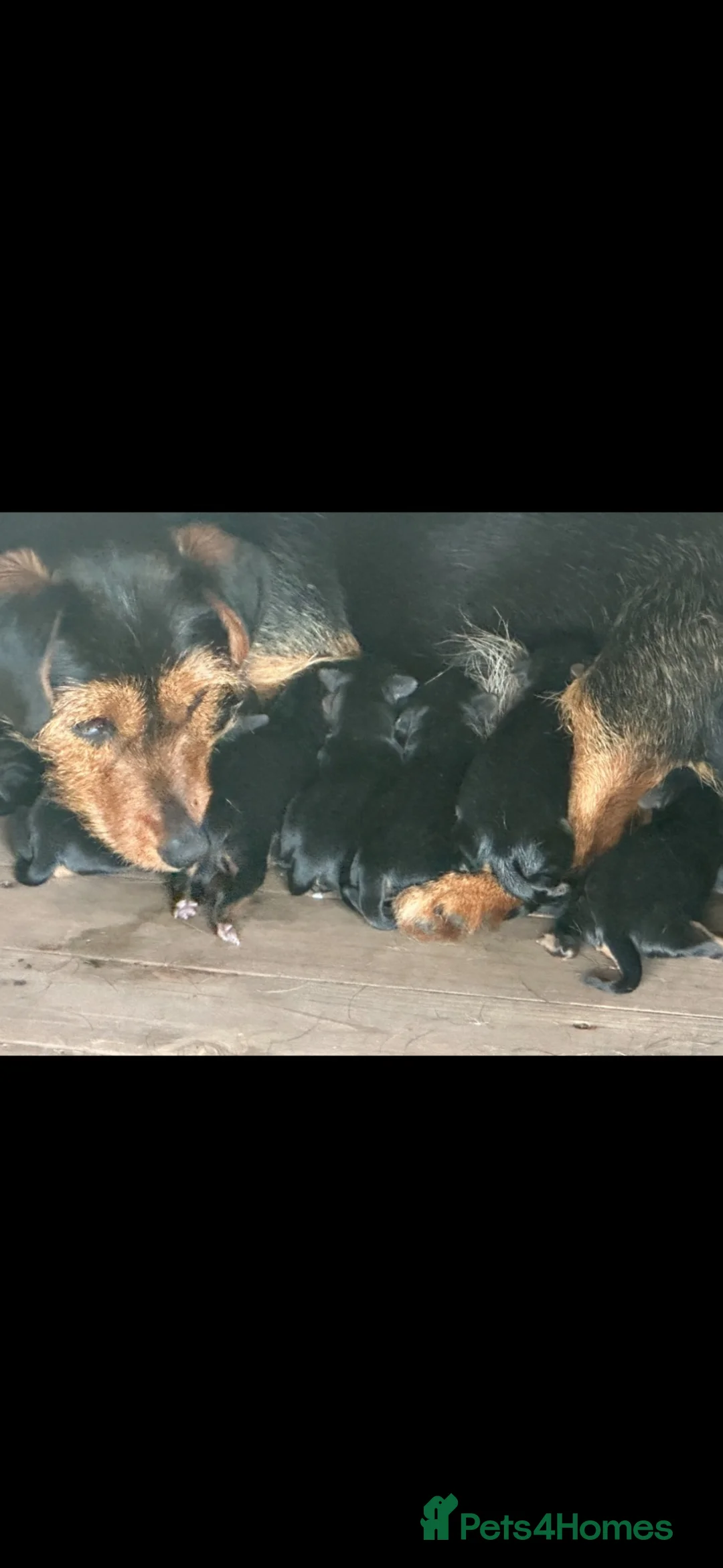 Mixed Breed dogs for sale: Litter of 5 puppies looking for loveing homes in Frodsham - Advert 1