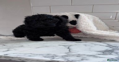 Mixed Breed dogs - Advert 12
