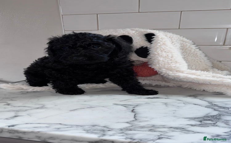 Mixed Breed dogs - Advert 6