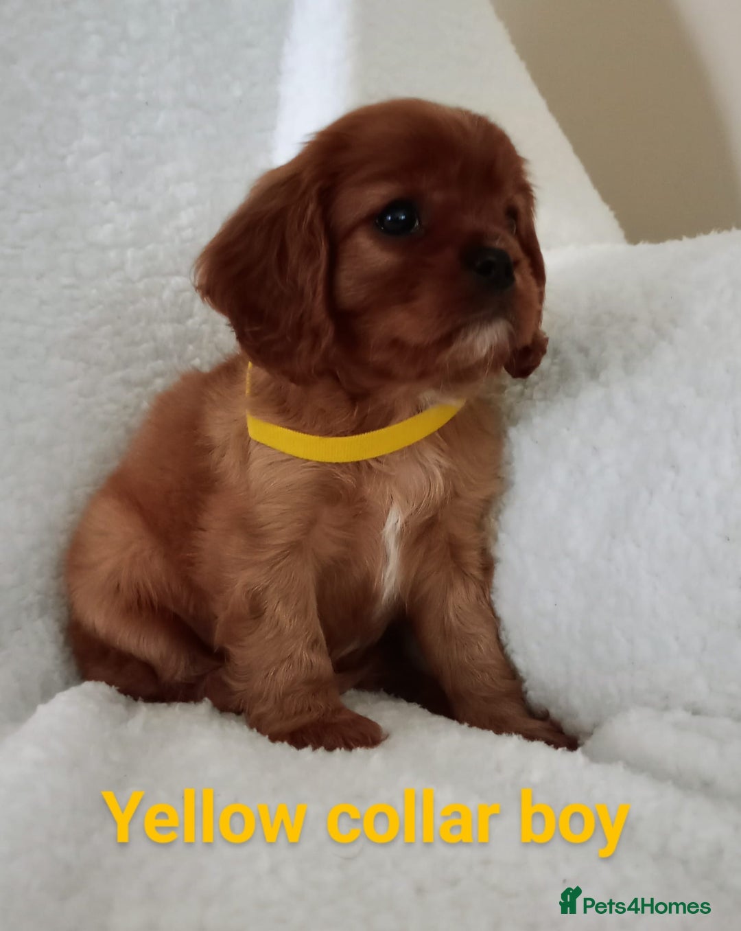 Cavalier King Charles Spaniel dogs for stud: Merlesque 5⭐️ cavalier stud DNA/Heart/Eye tests in Birmingham - Advert 12