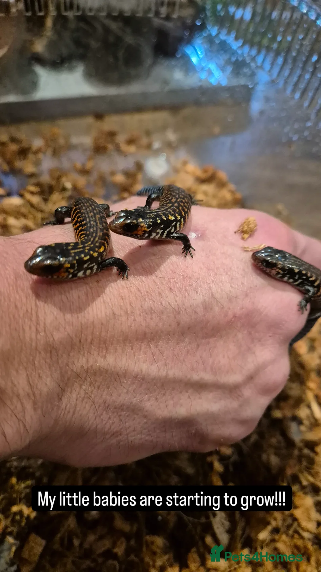 Skink reptiles for sale: African Fire Skinks for Sale - Image 6
