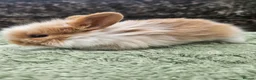 Lionhead rabbits for sale: 7 gorgeous Harlequin Lion Lop bunnies - Advert 4