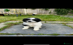 Mixed Breed dogs for sale: MEET MOO-MOO £60 - Image 5