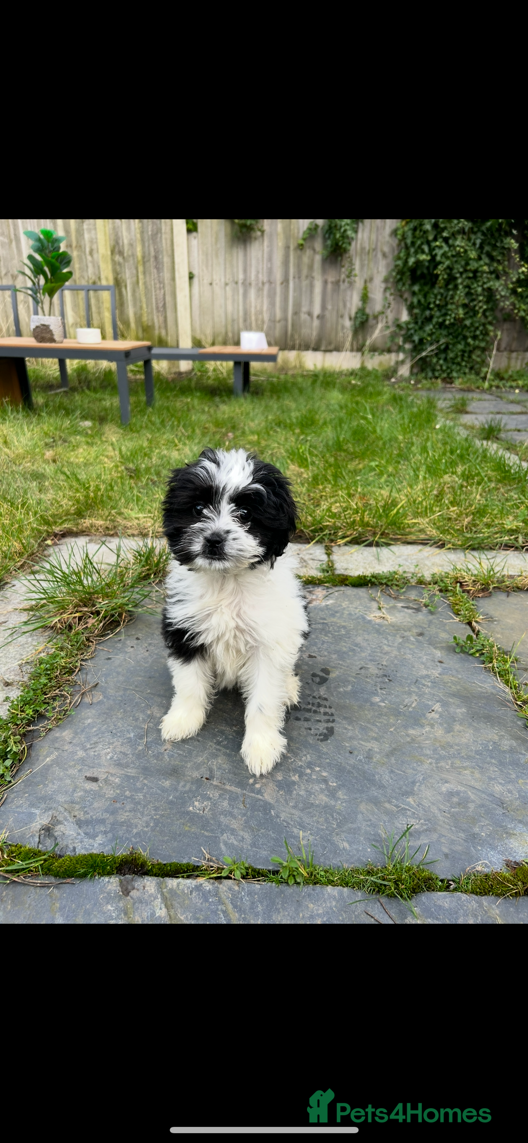 Mixed Breed dogs for sale: MEET MOO-MOO £60 - Image 5