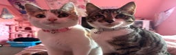 Domestic Shorthair cats for sale: 21 month old female cat  - Advert 4