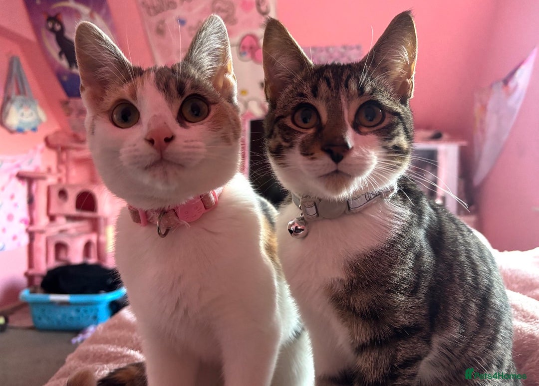 Domestic Shorthair cats for sale: 21 month old female cat  - Advert 4