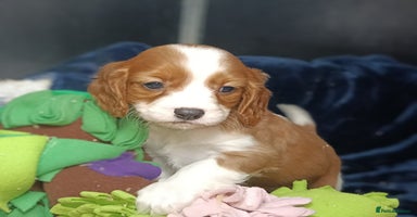 Cavalier King Charles Spaniel dogs - Advert 8