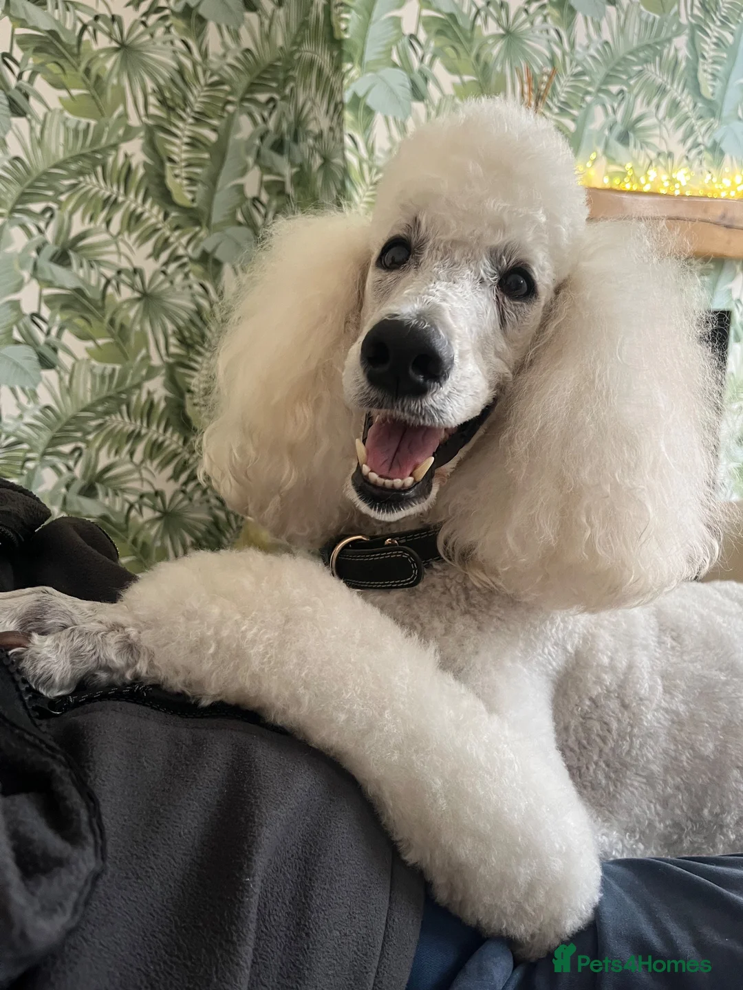 Bernedoodle dogs for sale: Gorgeous F1B Bernadoodle Puppies  - Advert 6