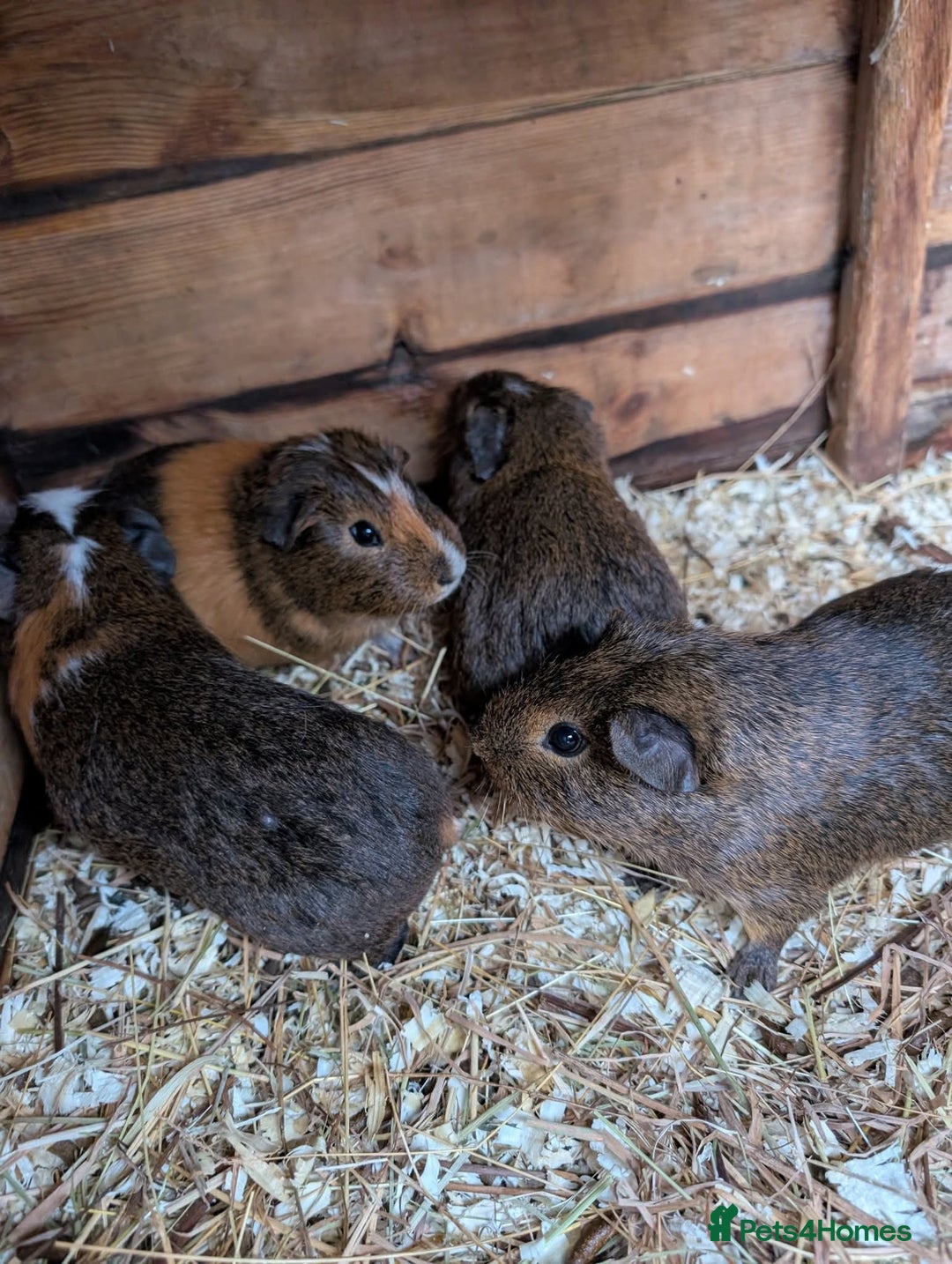 Guinea Pig rodents for sale: Lovely guinea pigs - Advert 7