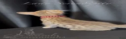 Savannah cats for sale: Exceptional Quality Tica Regist. Savannah kittens - Advert 5