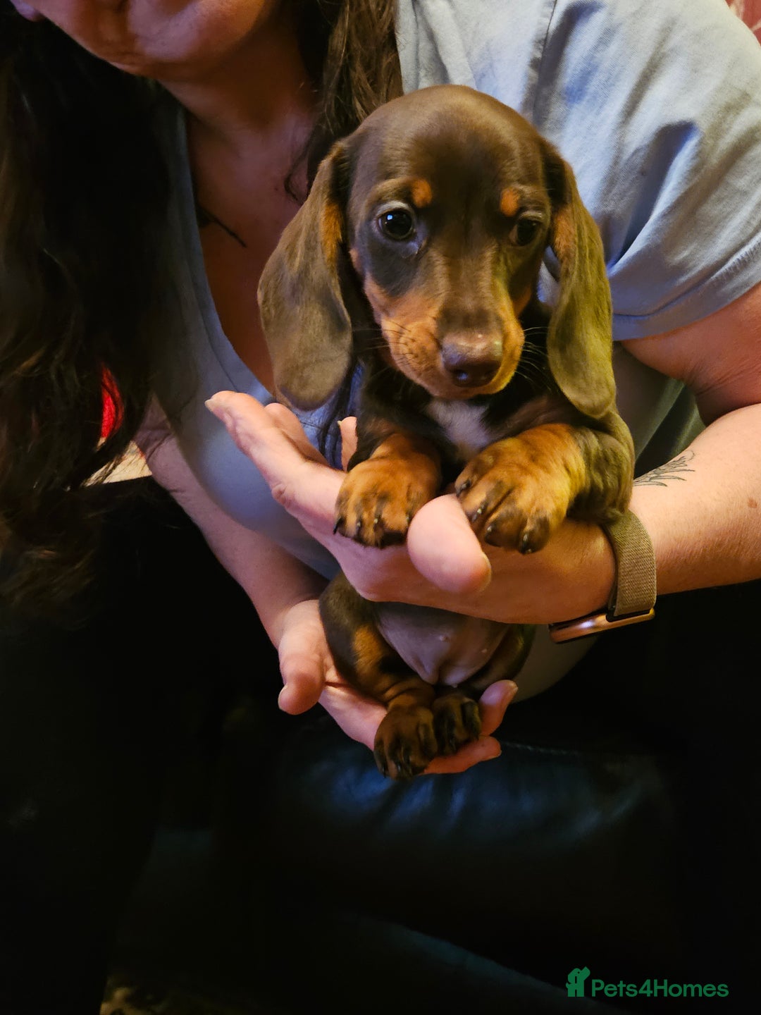 Miniature Dachshund dogs for sale: miniature dachshund puppies  - Advert 2