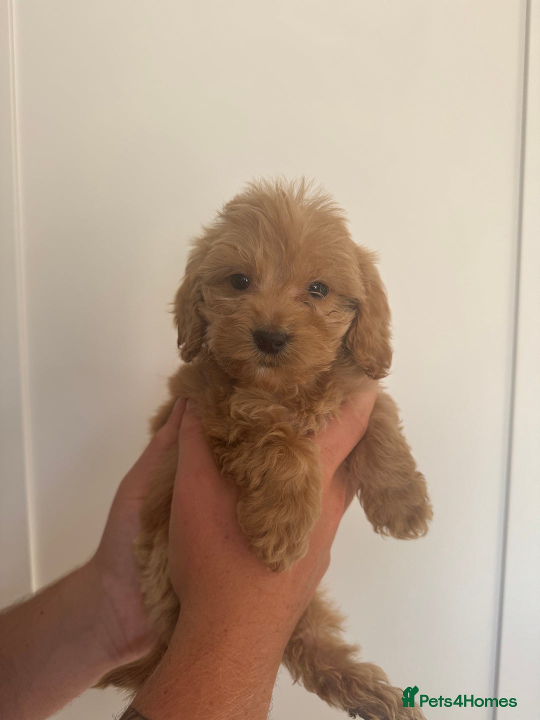 Cockapoo dogs for sale: cockapoo puppies  - Image 28