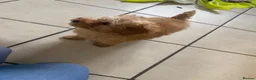 Toy Poodle dogs for sale: Toy poodle puppy  - Advert 11