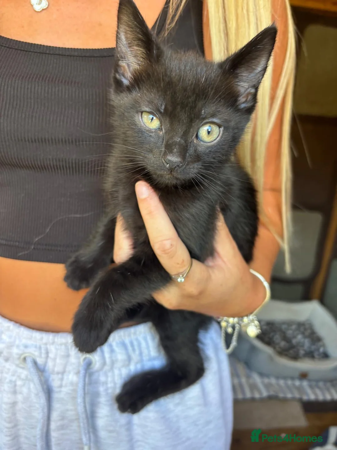 Mixed Breed cats for sale: Kitten ready to be collected  in Bridlington - Advert 2