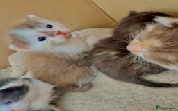 Bengal cats for sale: Beautiful kittens  - Image 2
