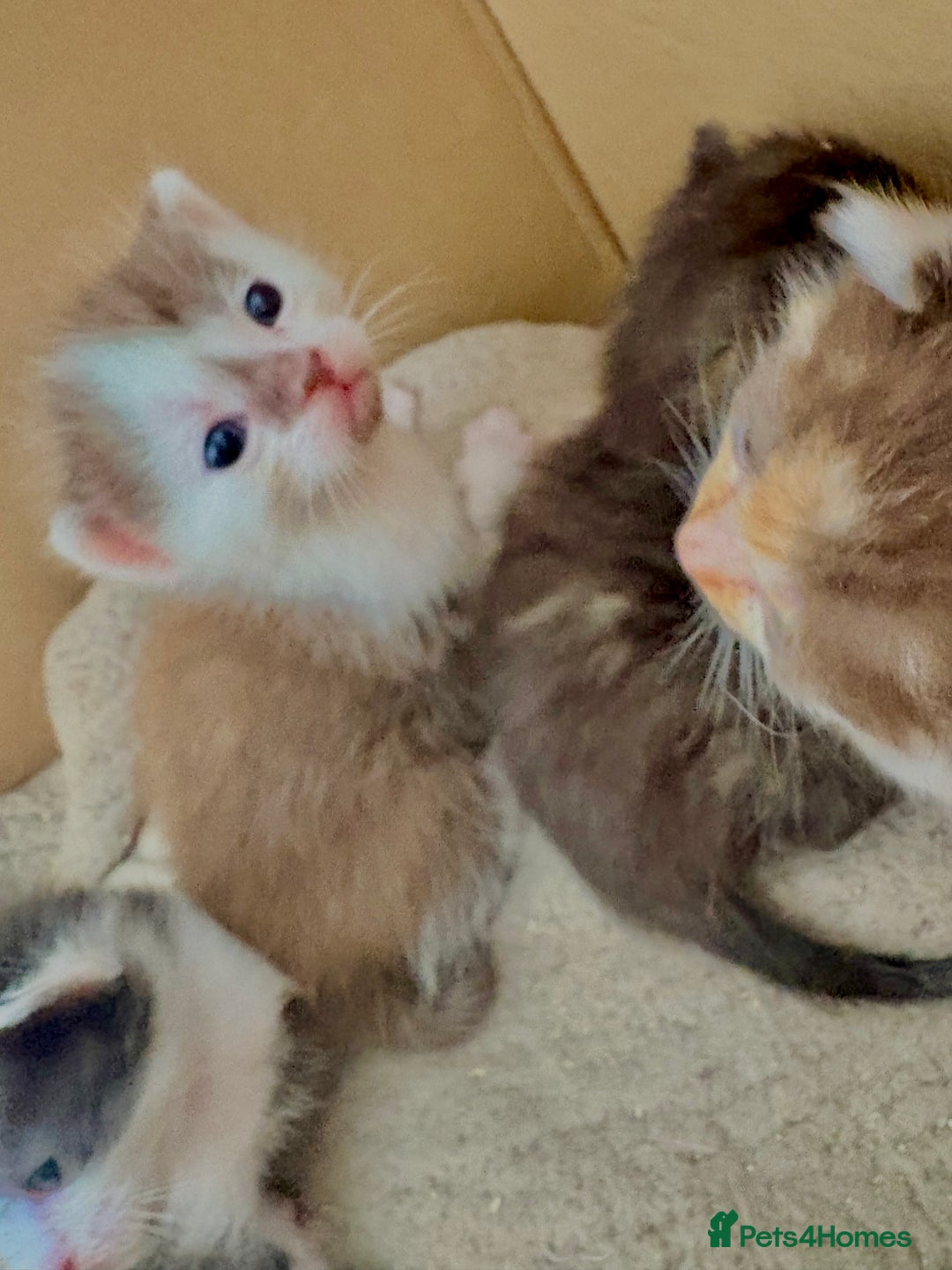 Bengal cats for sale: Beautiful kittens  - Image 2