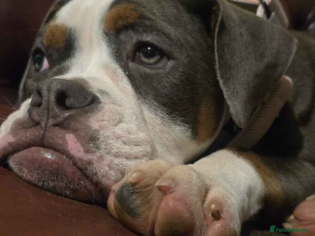 Olde English Bulldogge dogs for sale: Violet - Advert 3