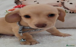 Miniature Dachshund dogs for sale: MINI DACHSHUND CREAM PRA CLEAR - Image 4