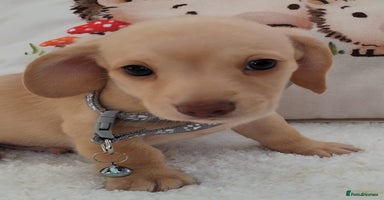 Miniature Dachshund dogs - Advert 15