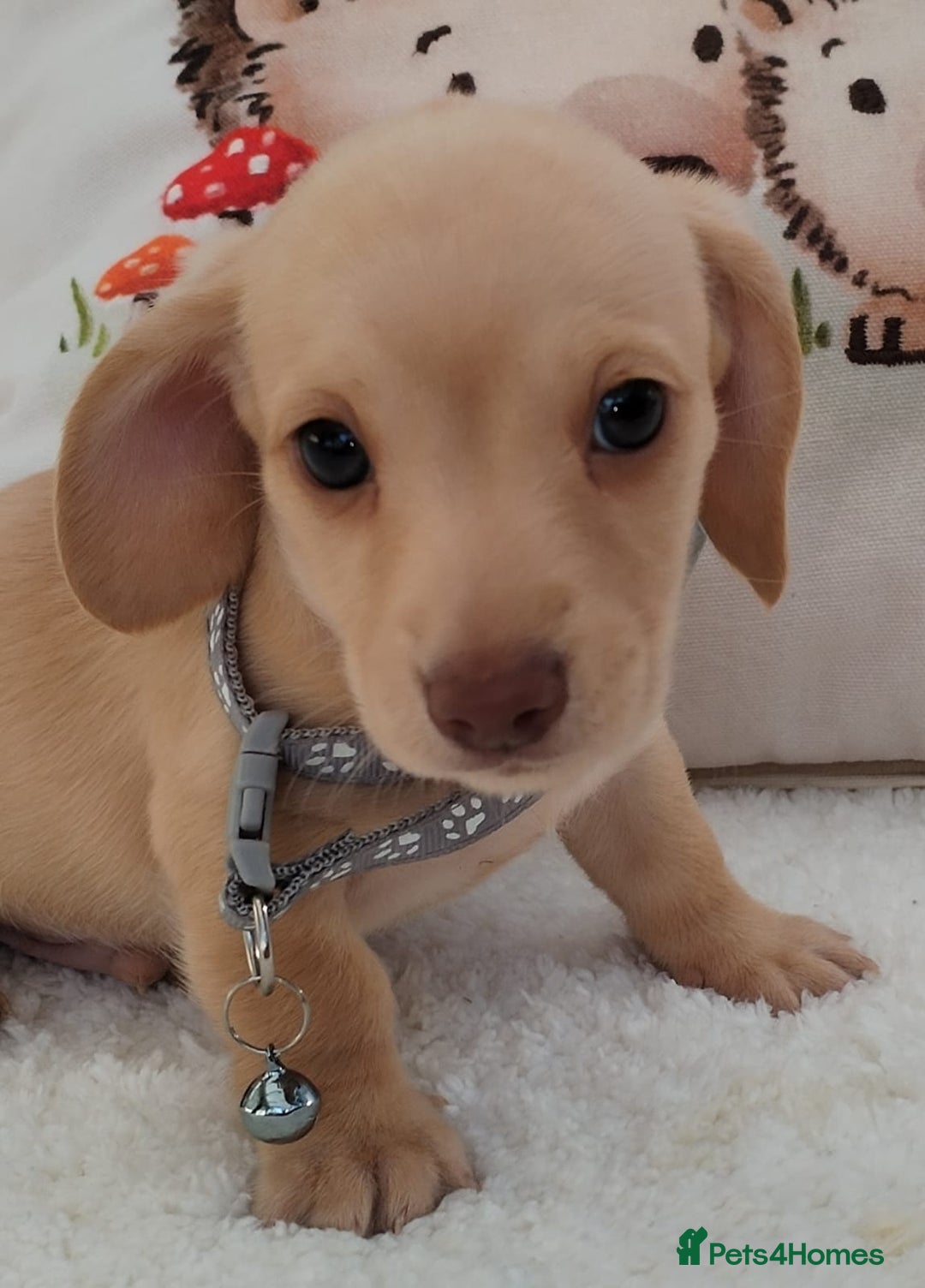 Miniature Dachshund dogs for sale: MINI DACHSHUND CREAM PRA CLEAR - Image 4