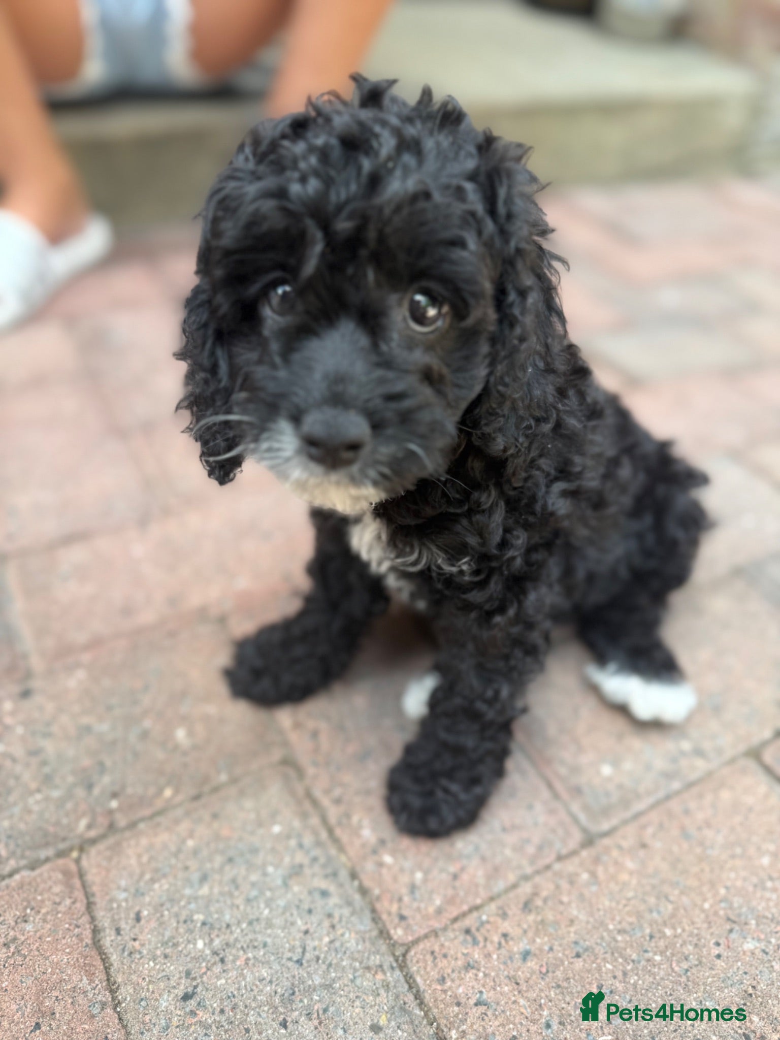 Cockapoo dogs Beautiful f2 cockapoo puppies for sale  - Advert 6