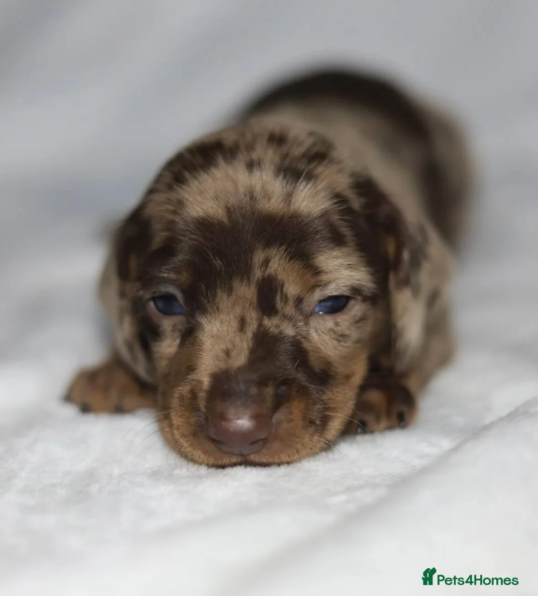 Dachshund dogs for sale: KC miniature Dachshund puppies  - Advert 11