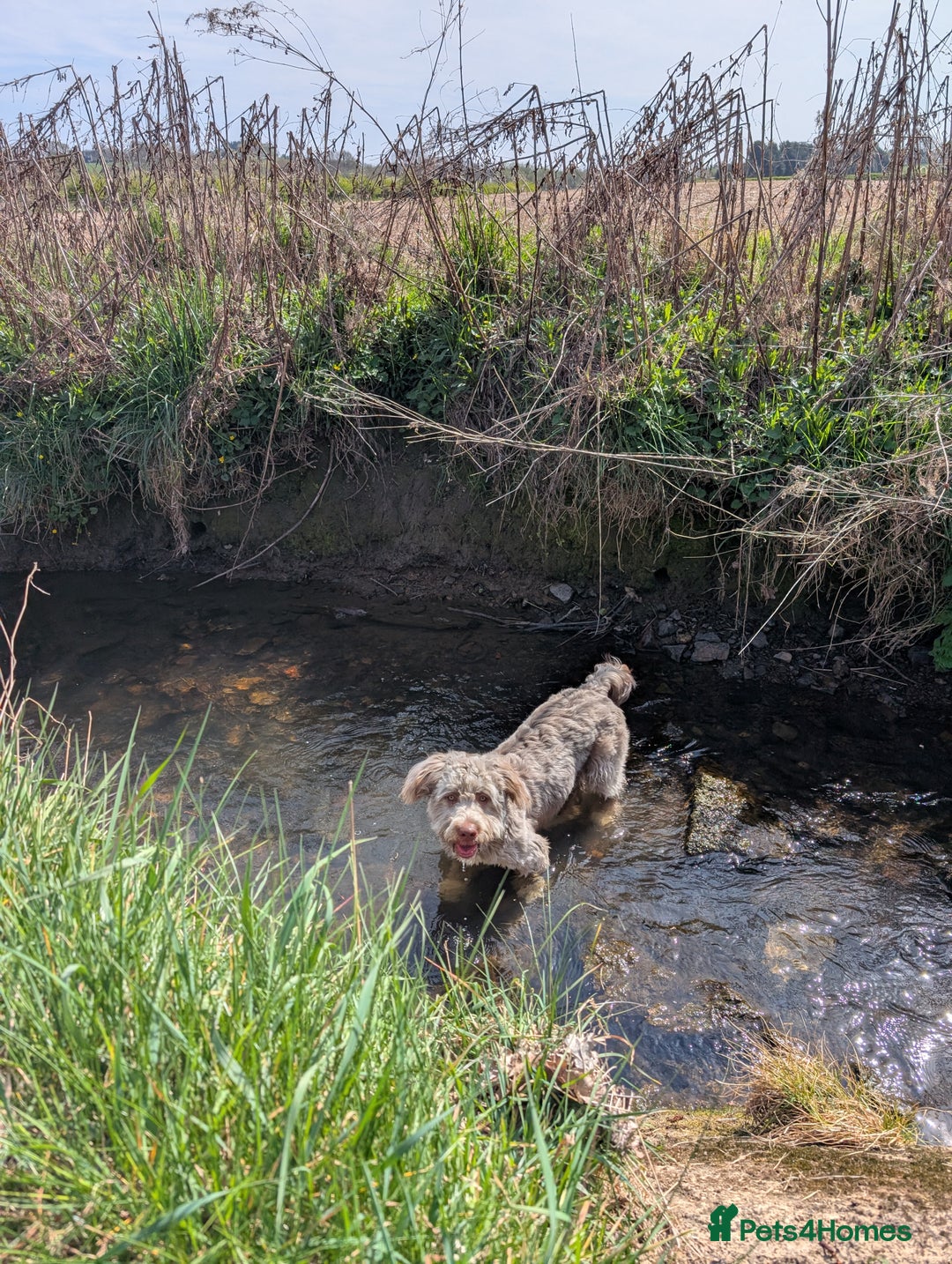 Mixed Breed dogs for sale: Gorgeous 1 yr old pup  - Image 1