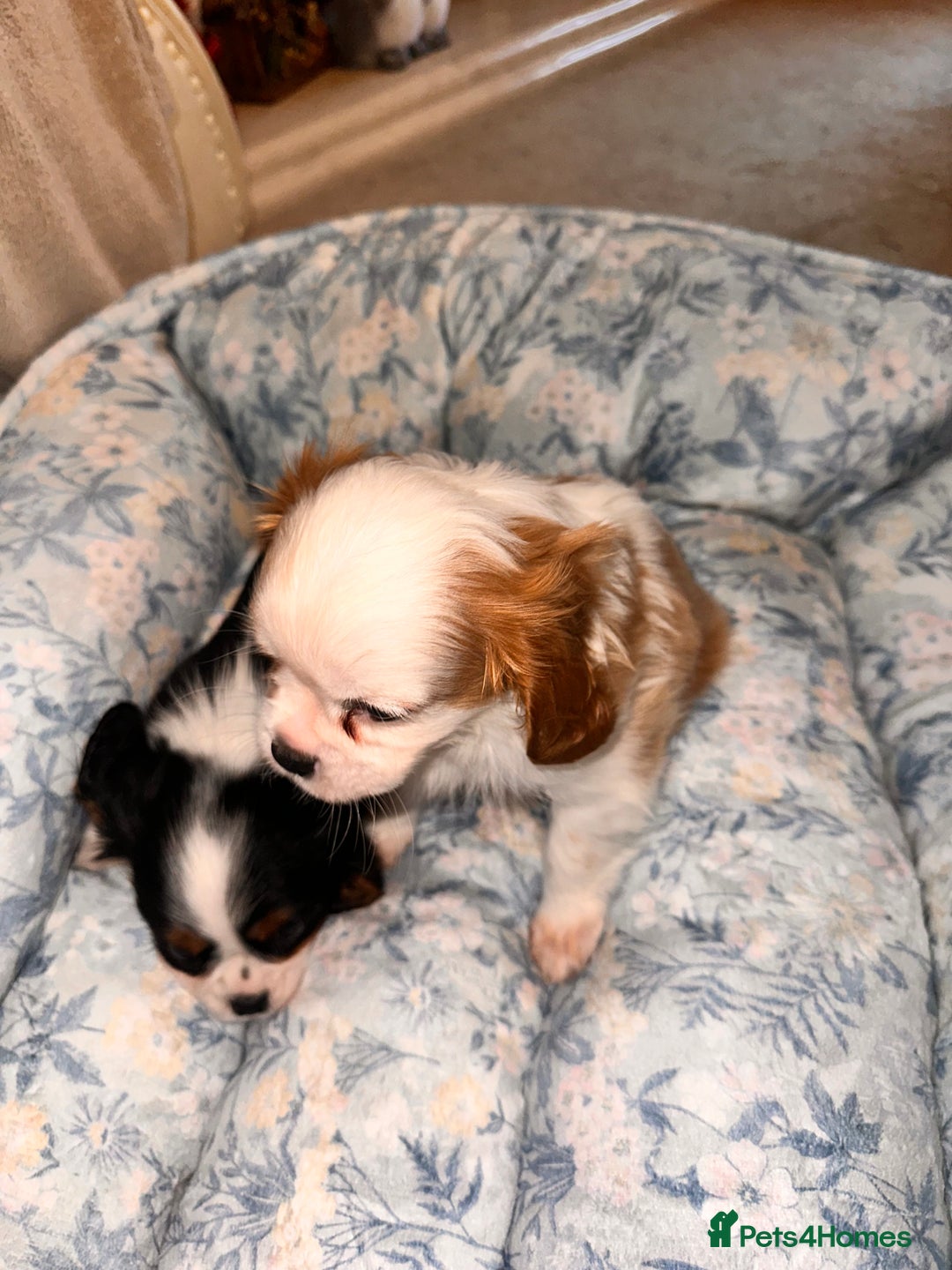Cavalier King Charles Spaniel dogs for sale: Cavalier King Charles puppy’s  - Advert 16