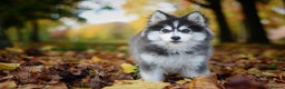 Pomsky dogs for stud: F2 Rare Blue/White Pomsky Proven Stud-US Import in Leeds - Advert 30