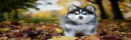 Pomsky dogs for stud: Fully Health tested F2 Blue/White Pomsky Stud - Advert 30