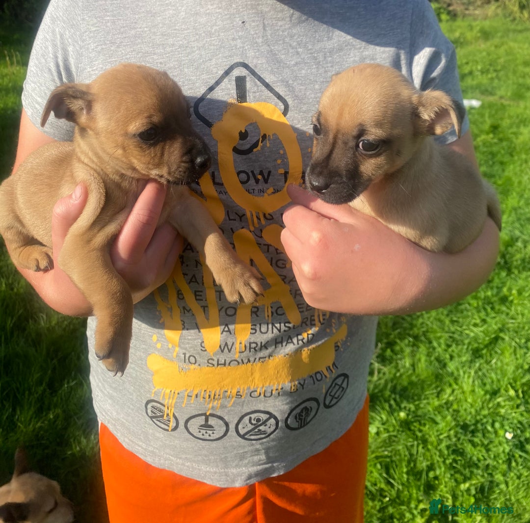 Patterjack dogs for sale: Patterjack puppies - Image 7