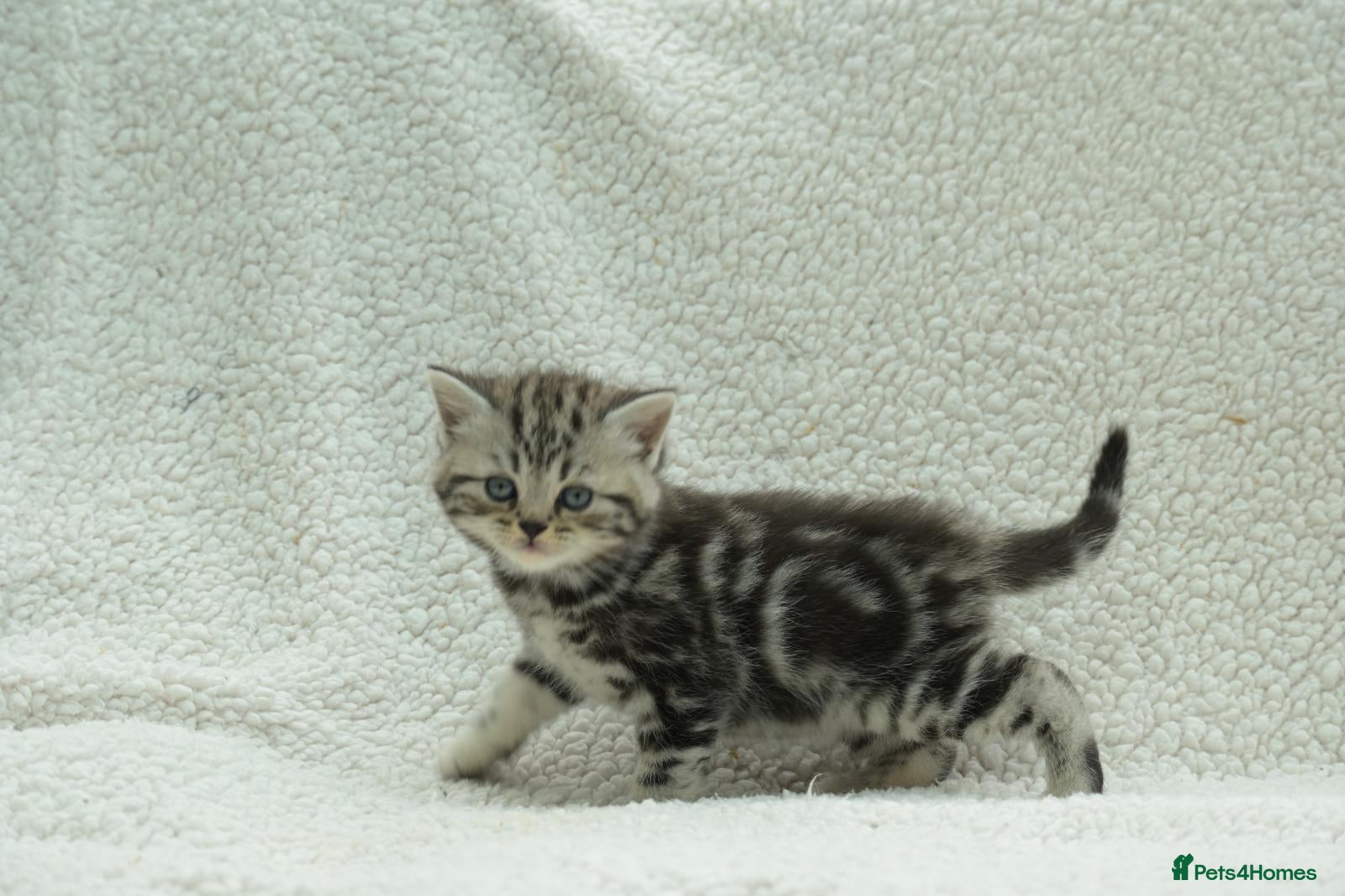 British Shorthair cats Gccf registered British Shorthair silver tabby's  - Advert 1