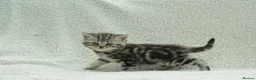 British Shorthair cats for sale: Gccf registered British Shorthair silver tabby's  - Advert 7