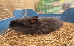 Lionhead rabbits for sale: Baby lionhead rabbits  - Image 6