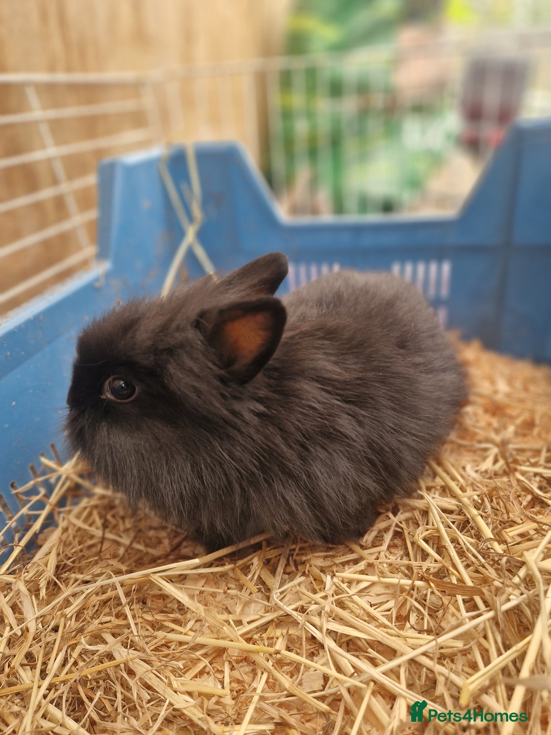 Lionhead rabbits for sale: Baby lionhead rabbits  - Image 6