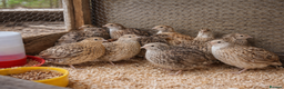 Quail poultry for sale: Mixed Quail FOR SALE - Advert 1