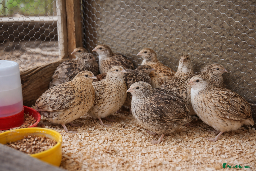 Quail poultry for sale: Mixed Quail FOR SALE - Advert 1
