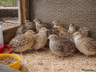 Quail poultry Mixed Quail FOR SALE - Advert 2