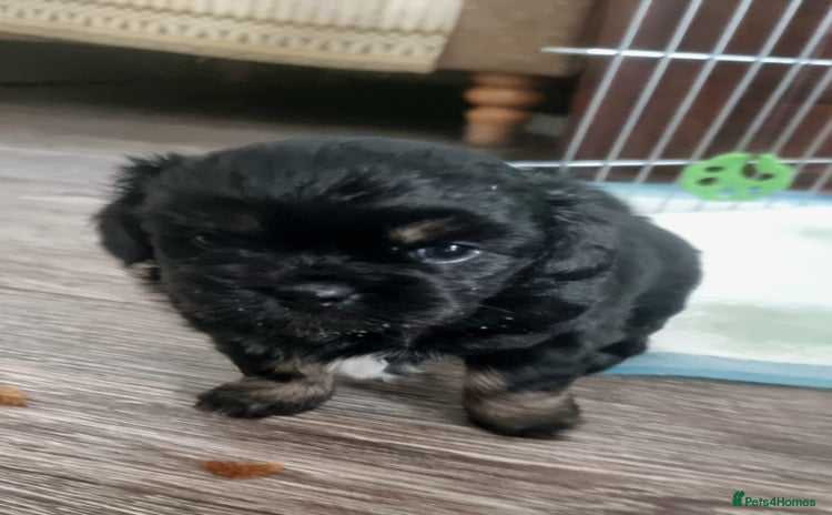 Shih Tzu dogs - Advert 5