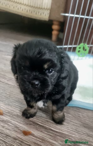 Shih Tzu dogs - Advert 5