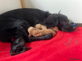 Cocker Spaniel dogs Working Cocker Spaniels - Advert 8