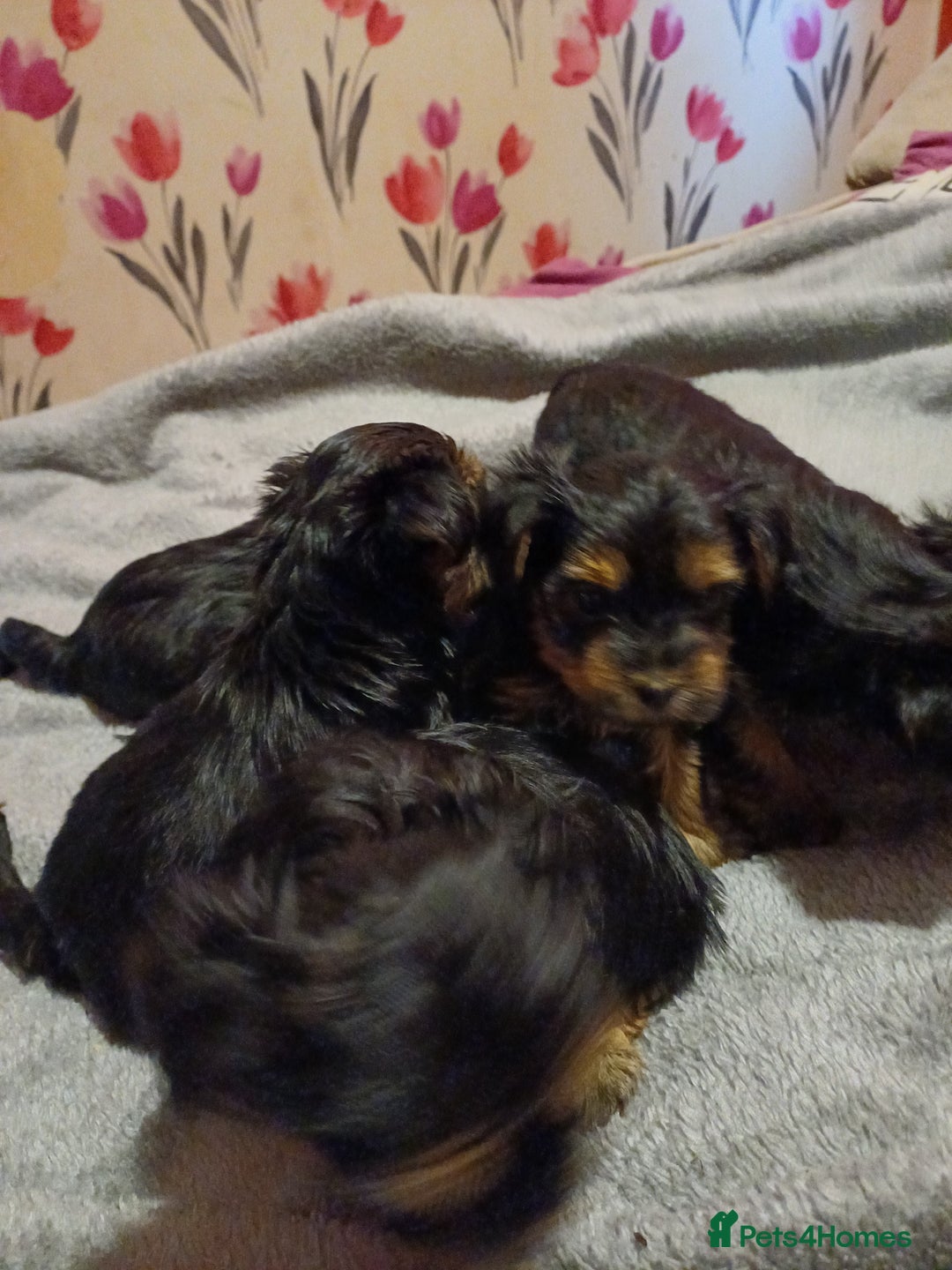 Yorkshire Terrier dogs for sale: Yorkshire terrier  - Advert 5